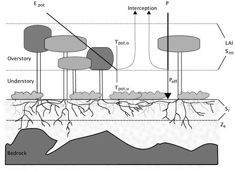 Schematic Representation Of A Forest Stand Together With The
