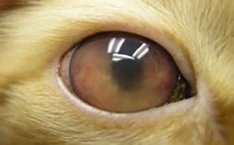 Read this article to pinpoint the you can inadvertently cause considerable injury or worsen the condition by using the wrong medication for your cat's current eye problem. Why Do Cats' Eyes Change Color? | LoveToKnow