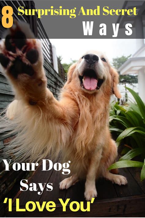 8 Surprising And Secret Ways Your Dog Says ‘i Love You Dog Love