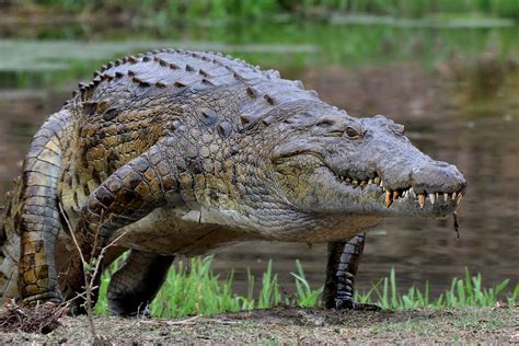 African Nile Crocodile