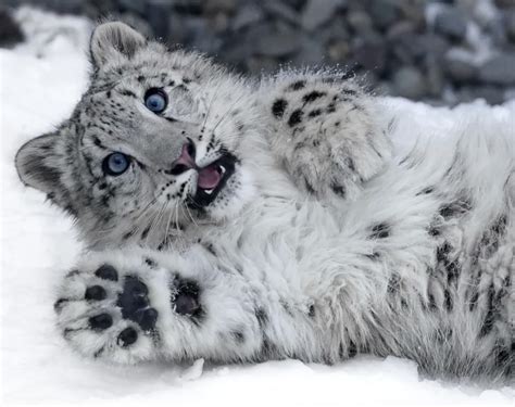 9 Pics That Prove Snow Leopards Love Biting Their Tails For Some