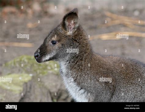 East Australian Tasmanian Red Necked Wallaby Or Bennetts Wallaby