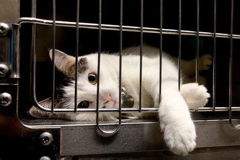 We did not find results for: SPA Mauricie: un objectif de 100 chats stérilisés d'ici la ...