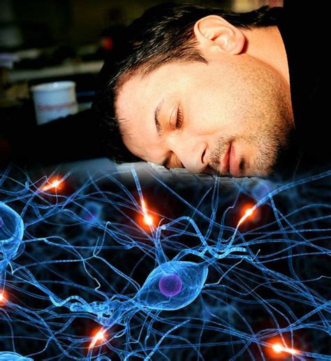 Активность мозга во время сна Интересные факты