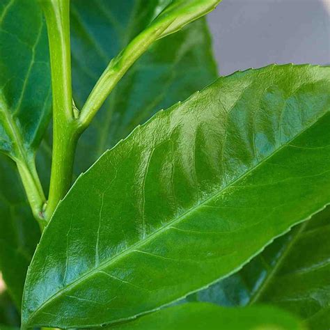 Cherry laurel breakages it does not happen often but sometimes the point of pruning can be a weak point, especially in very warm weather. Buy Cherry Laurel (Prunus laurocerasus 'Rotundifolia')