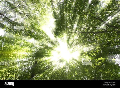 Sunburst Through Trees Stock Photo Alamy