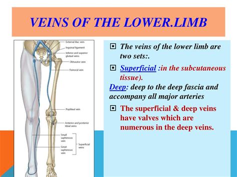 PPT - ARTERIES, VEINS OF Lower Limb PowerPoint Presentation, free