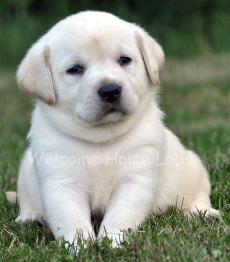 480 x 360 jpeg 18 кб. Lab Puppies Wallpapers (52 Wallpapers) - Adorable Wallpapers