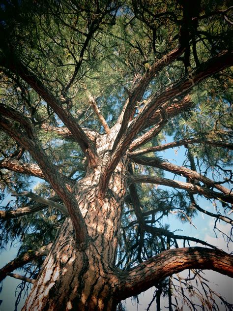 Flora Montana Ponderosa Pine