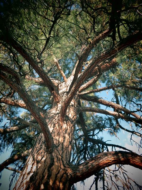 Ponderosa pine trees bryce canyon national park. Flora montana: Ponderosa Pine