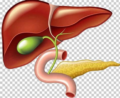 Liver Pancreas Diagram