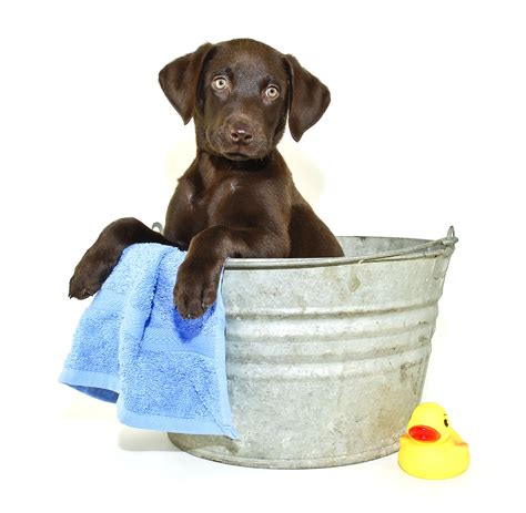 To provide the best possible veterinary care for all pets while treating our clients as our friends. FREE All Natural Pet Dip Day At Wells BrothersWells ...