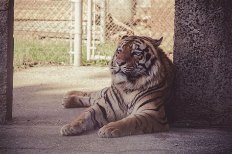 Brown Tiger · Free Stock Photo