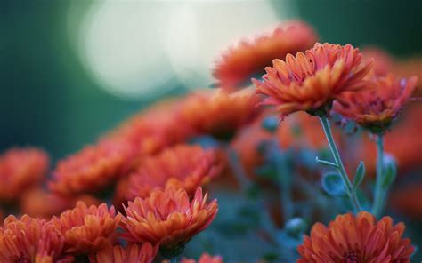 Orange Flowers Chrysanthemums Blur Photo Wallpaper 1920x1200 23330
