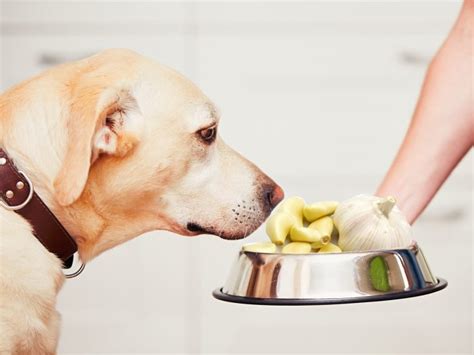 30 foods cats can and can't eat. Is Garlic Safe For Dogs? Get to Know 6 Facts Here - Animal ...