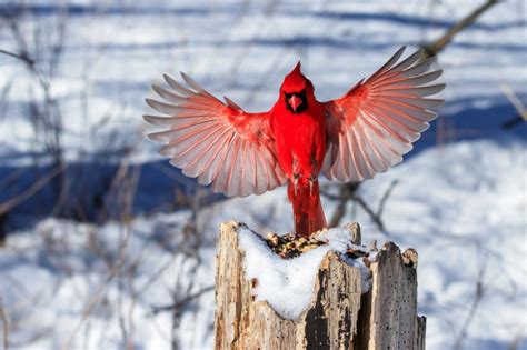 Léclatant Cardinal Rouge Tremblant Express