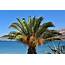 Palm Tree With Orange Fruit In Argostoli Greece  Encircle Photos