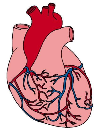 Filediagram Of The Human Heart Croppedsvg Wikipedia Clip Art