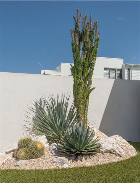 Joda 10 inch mid century succulent planter bowl with stand, white ceramic pot with stand, succulent garden shallow pot, decorative marble pebbles included (plants not included) 4.6 out of 5 stars 275 $29.99 $ 29. mid-Century modern garden | Xeriscape, Arizona backyard landscaping, Xeriscape landscaping