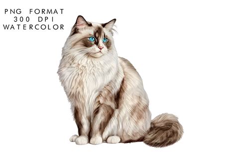 Watercolor Ragdoll Cat Sublimation Graphic By Watercolorbykr · Creative