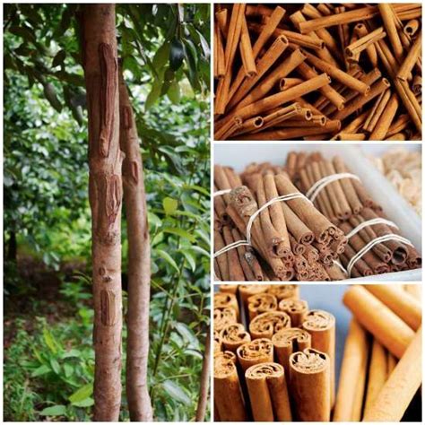 Guide How To Grow Cinnamon Hydroponic Growing Hydroponic Farming