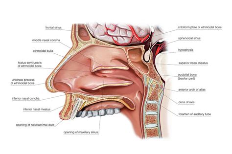 Nasal Cavity Photograph By Asklepios Medical Atlas Pixels Merch