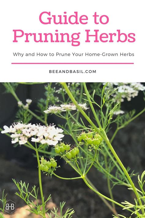 How To Prune Herbs Bee And Basil In 2020 Easy Herbs To Grow Herbs
