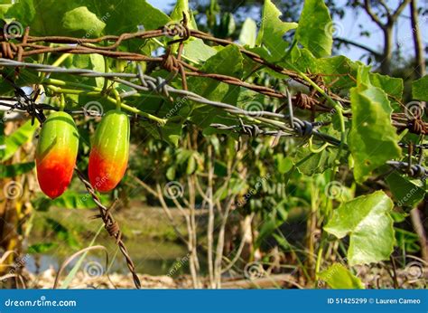 Vegetable Vines Thailand Stock Image Image Of Stripey 51425299