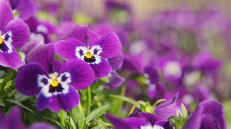 Puts up with a little neglect (such as your sometimes forgetting to water it). 10 Easy-to-Grow Plants for First-Time Gardeners | Mental Floss