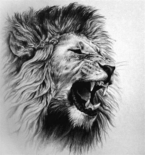 15 Best New Lion Pencil Sketch Simple Outline Lion Tattoo Designs