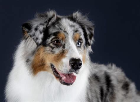 Its roots can be traced back to the ranches of the american west and south. At ernære en Australian Shepherd | Hvilket foder er bedst ...