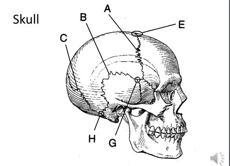 Sutures Of The Skull Diagram Quizlet