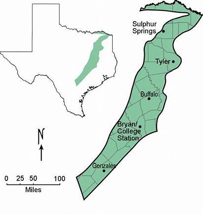 Gulf Oak Belt Texas Region Woods Coastal