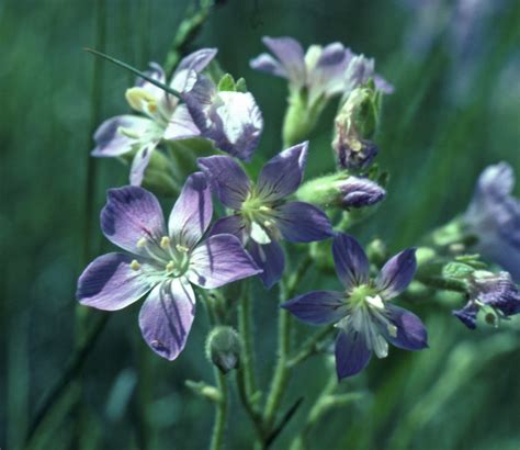 Distinguishing between the species can be difficult, but it's easy to learn some basics about the group. Native Plant: Washington polemonium (Polemonium pectinatum ...