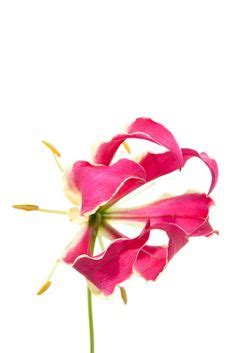 164 Best Pink Flowers images in 2020 | Pink flowers, Flowers, Beautiful flowers