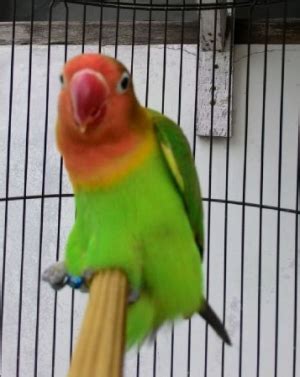 Membedakan branjangan jantan dan betina akurat ciri ciri branjangan jantan. Perbedaan ciri jantan dan betina burung lovebird | Dunia ...