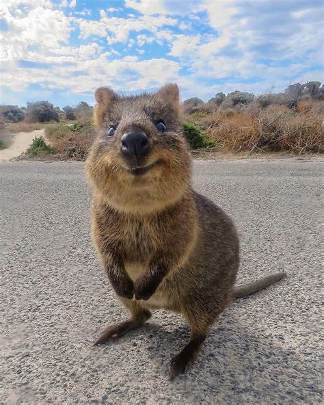 This Is The Australian Quokka The Happiest Animal On Earth 😄 From 1 To
