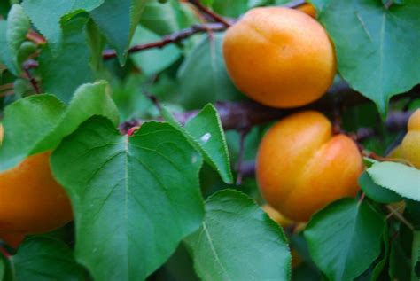 Care Of Apricot Trees Facts About Apricot Tree Care