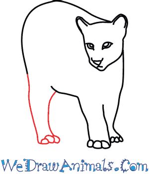 How to Draw a Cougar