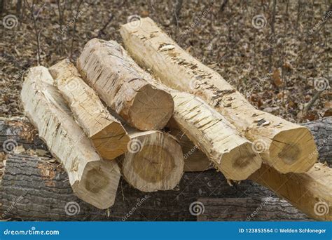 Pile Of Logs Stripped Of Bark Stock Photo Image Of Wood Outdoors