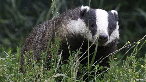 Badger Cull To Go Ahead In Gloucester And Somerset Bbc Newsround