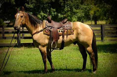 Really nice buttermilk buckskin gelding that has everything you can ask for in a horse. WYO King Chuckker | Horse of My Dreams