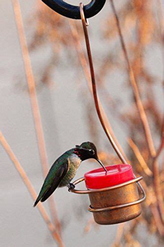 The 5 Best Hummingbird Feeders For Your Backyard Humming Bird Feeders