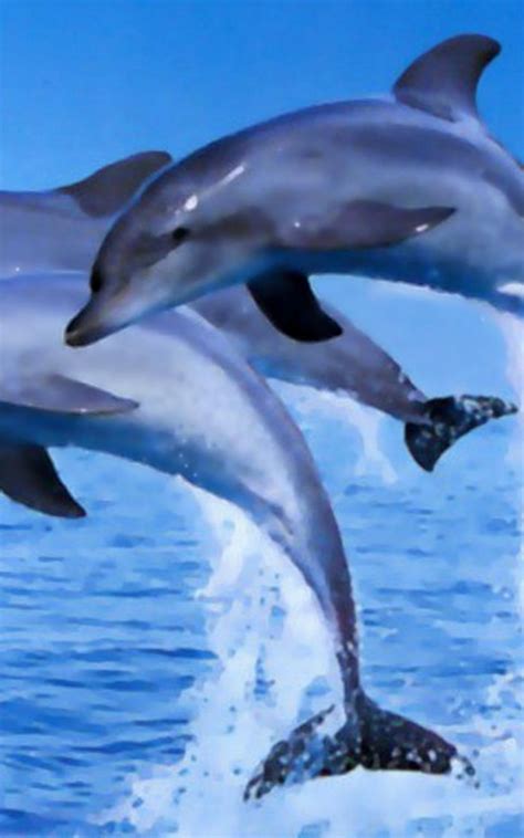 Free Download Dolphins 122538 High Quality And Resolution Wallpapers On