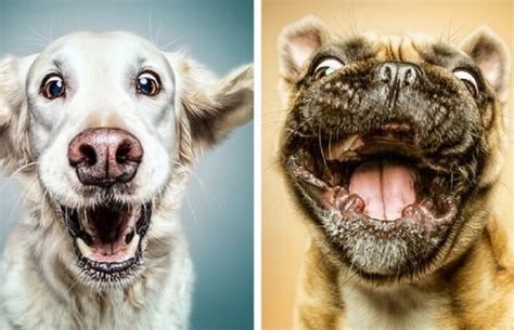 Manuela Kulpa Created These Happy Dogs Pictures That Will
