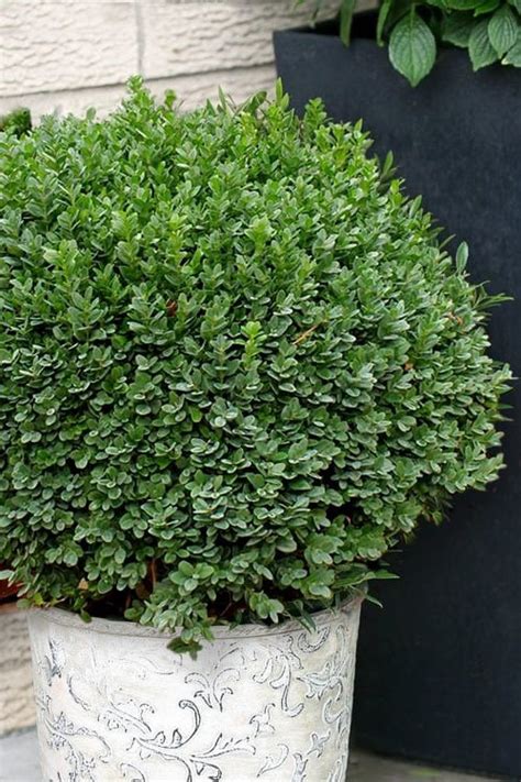 17 Best Boxwoods For Containers Balcony Garden Web