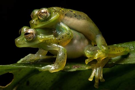 How Amphibians Reproduce Amphipedia