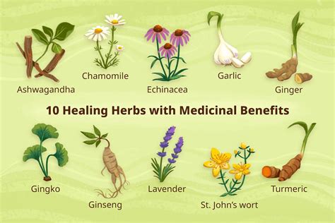 10 healing herbs with medicine benefits 2022