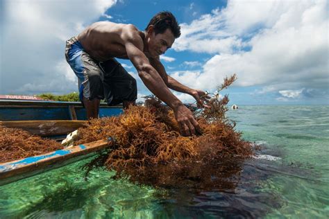 Tawi Tawi Is Considered The Largest Seaweed Producing Province In The