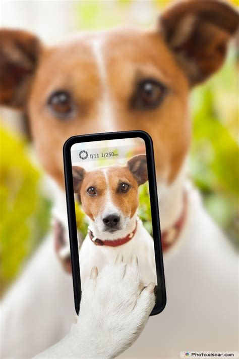 Funny Dog Taking A Selfie With A Smartphone Guabi